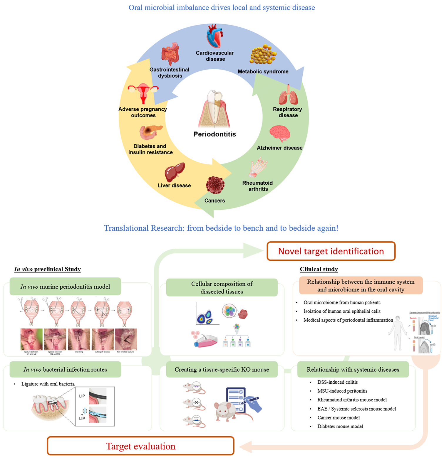 Oral Dysbiosis and Systemic Disease 