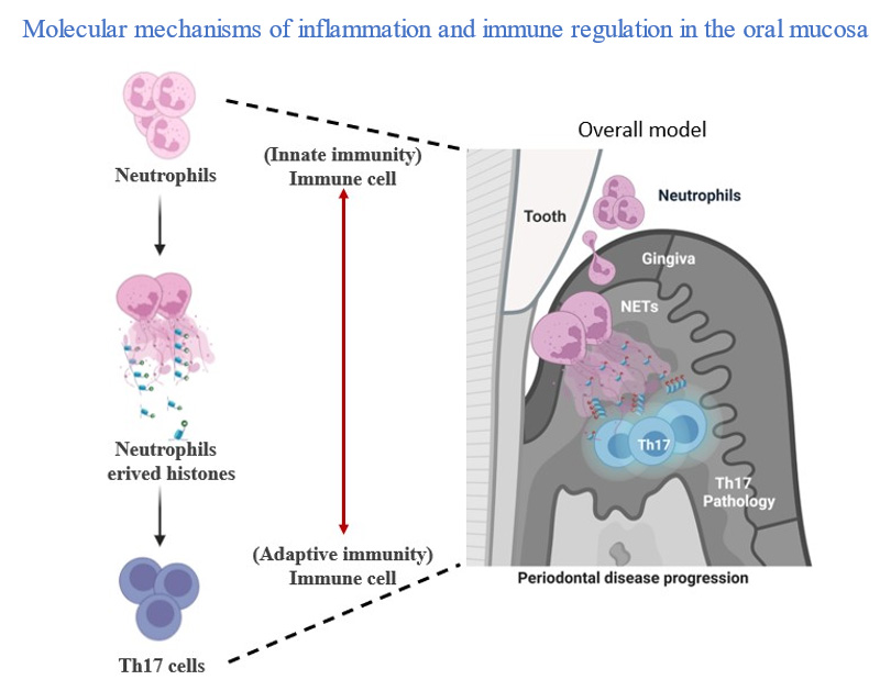 Inflammation and Regulatory Mechanisms